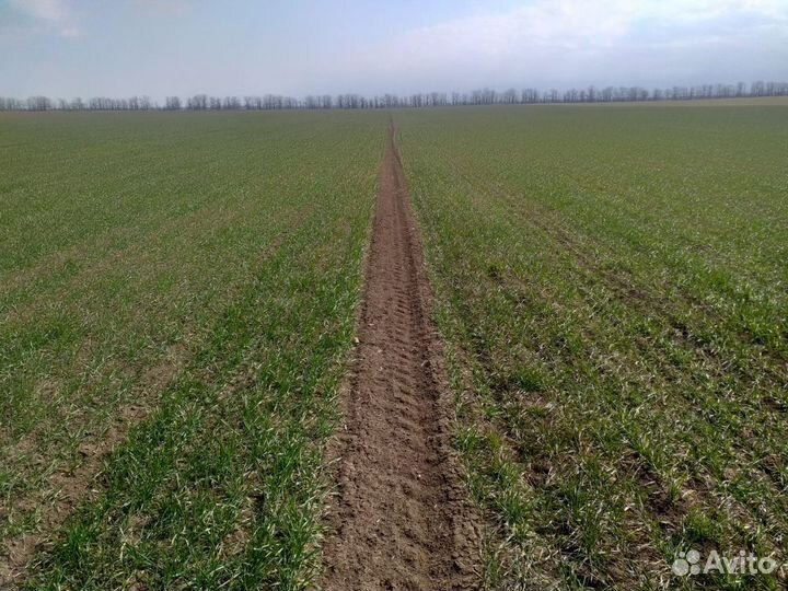 Аммофос 12:52