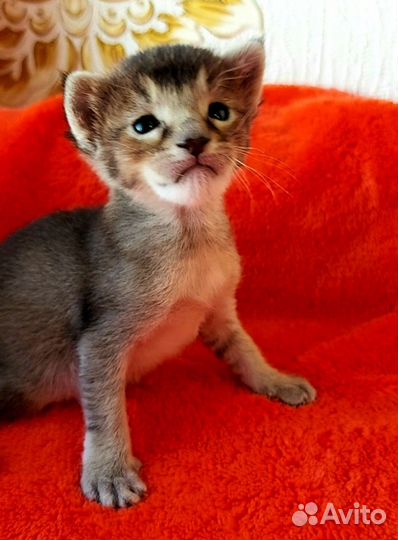 Девочка каракет