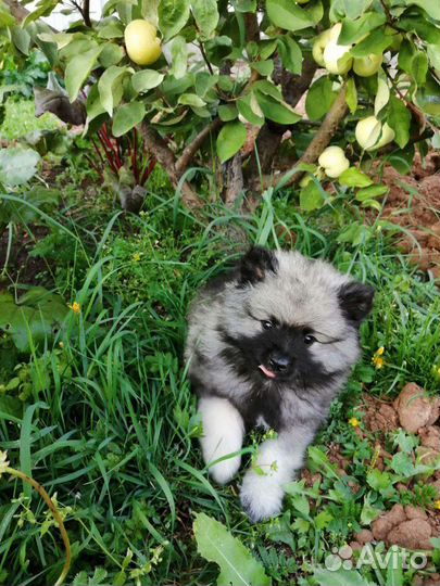 Щенки кеесхонда