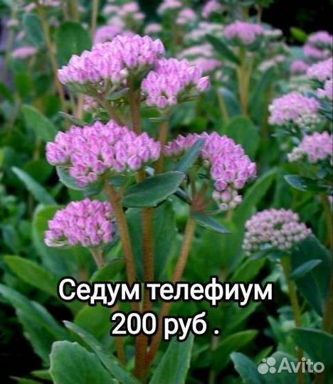 Седум телефиум