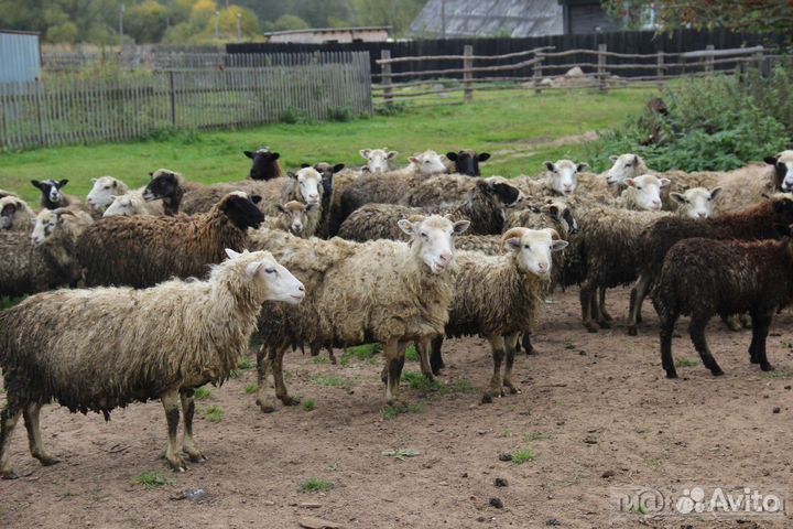 Овцы бараны