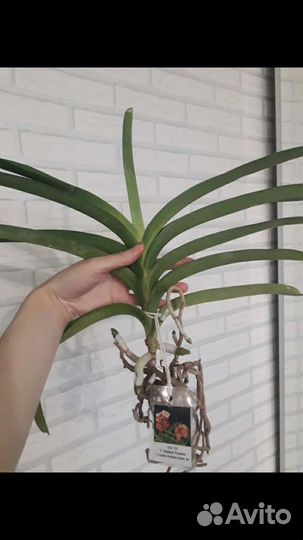 Орхидея ванда