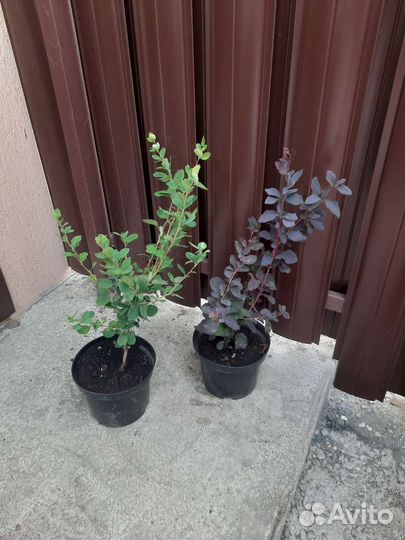 Барбарис обыкновенный