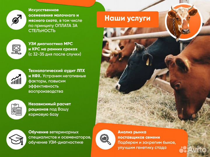 Искусственное осеменение крс