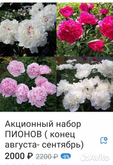 Акция Ирисы/Лилейники/Пион/Хоста/Лилия