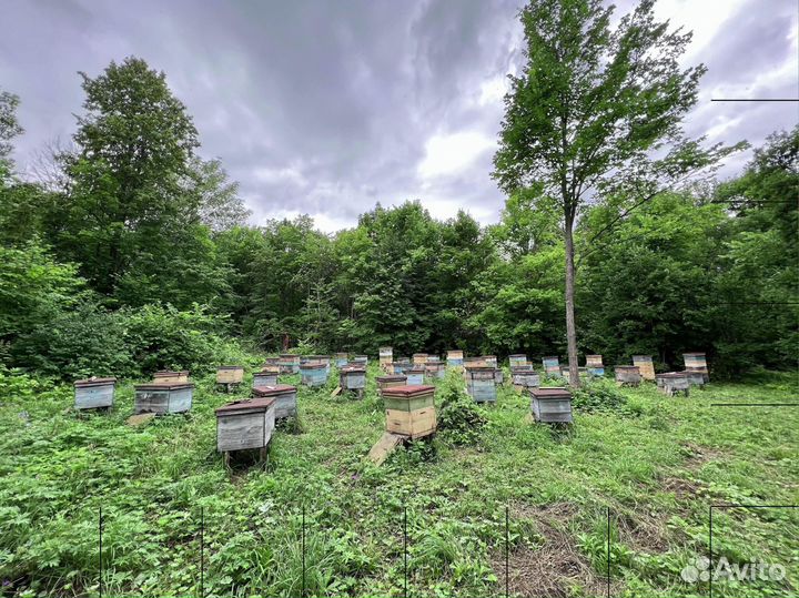 Мед липовый оптом