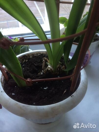 Гиппеаструм