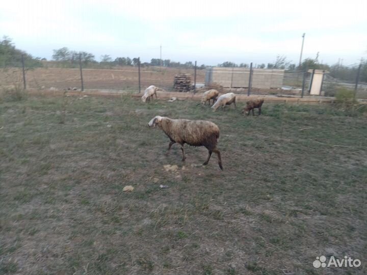 Продам 3 барашек и 2 ягнят