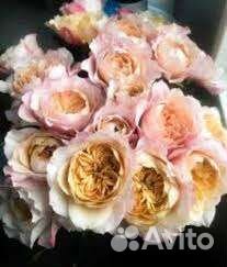 Розы Япония 13 сортов