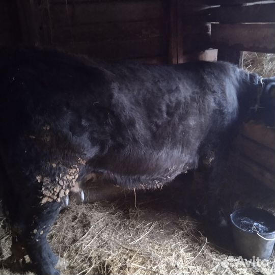 Корова дойная