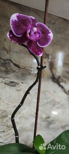 Орхидея фаленопсис