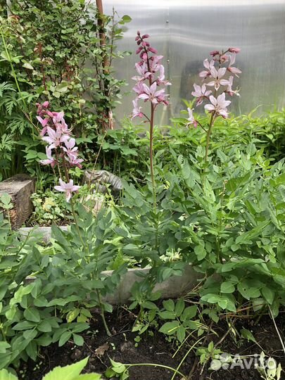 Ясенец. Купена Неопалимая