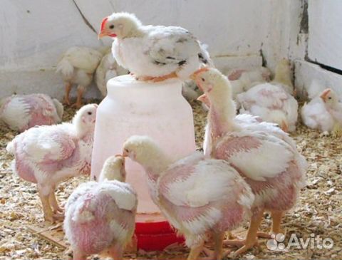 Комбикорм 