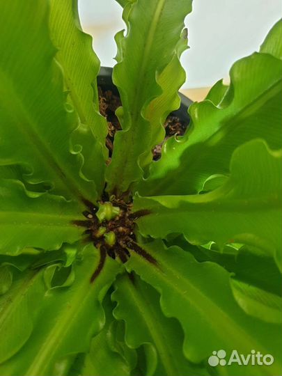 Папоротник комнатный. Нефролепис