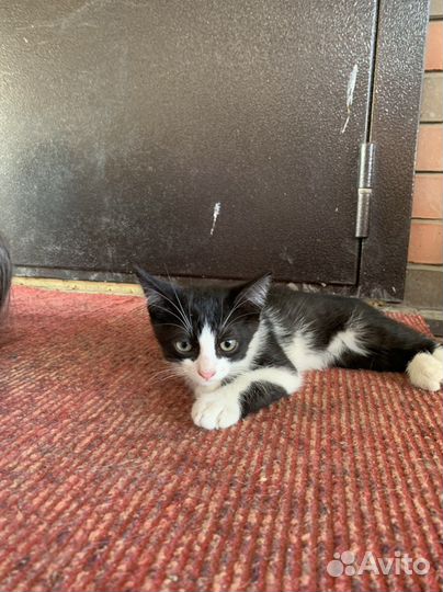 Отдам котят в добрые руки