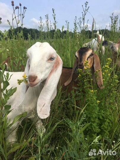 Нубийские козы