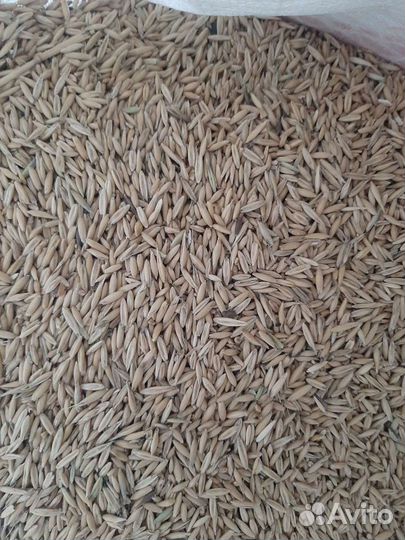 Сельхоз корма овес