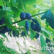 Саженцы жимолости