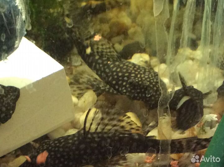 Анциструс взрослый