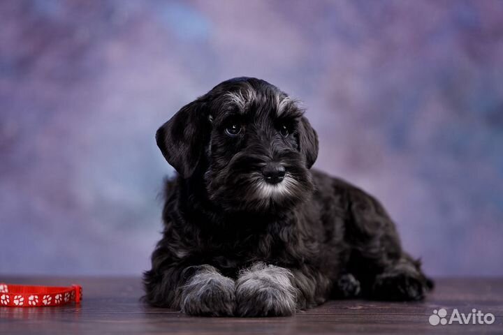 Цвергшнауцер