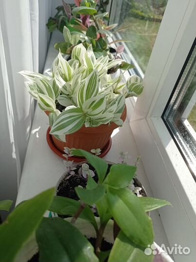 Традесканция, каллизия 35+ сортов и другие цветы