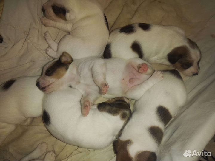 Щенки джек Рассел терьер гладкошерстный