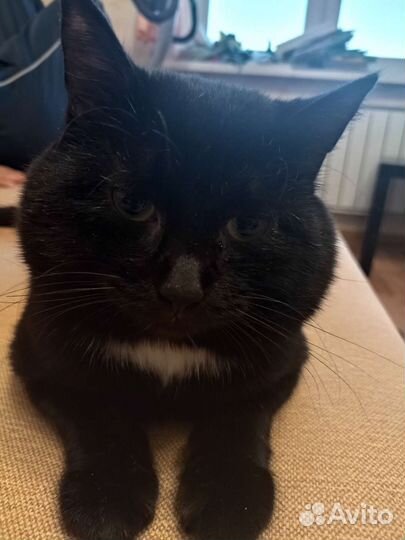 Британский кот