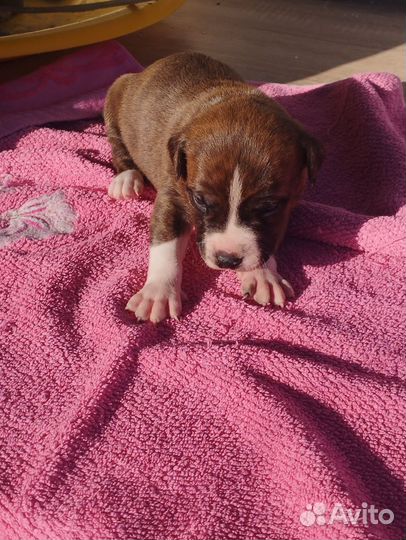 Стаффордширский терьер