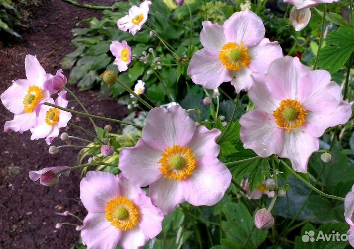 Садовый многолетник-анемона японская Осенний шарм