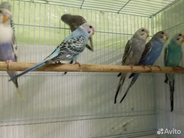 Попугаи волнистые птенчики ручные