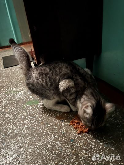 Молодой котик