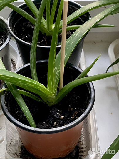 Цветок алоэ вера