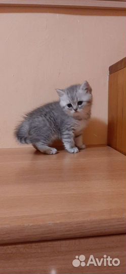 Британские котята серебристой шиншиллы и другие