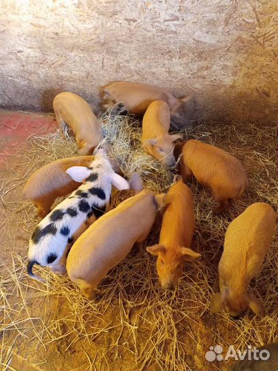 Продам поросят