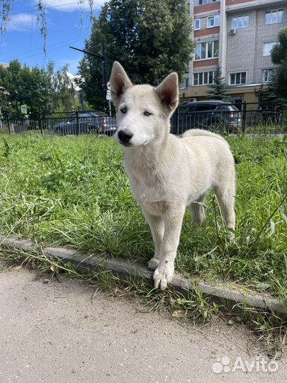 Щенок хаски мальчик