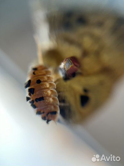 Мокрицы Armadillidium Nasatum Orange