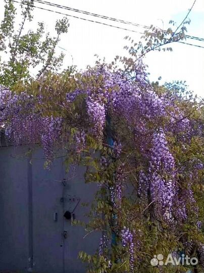 Глициния саженцы