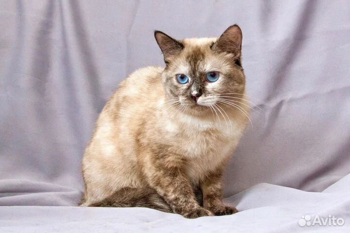 Уникальная голубоглазая кошка Мозаика в дар