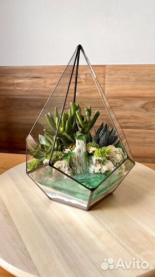 Флорариум за которым легко ухаживать