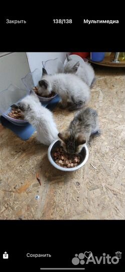 Котята в добрые руки