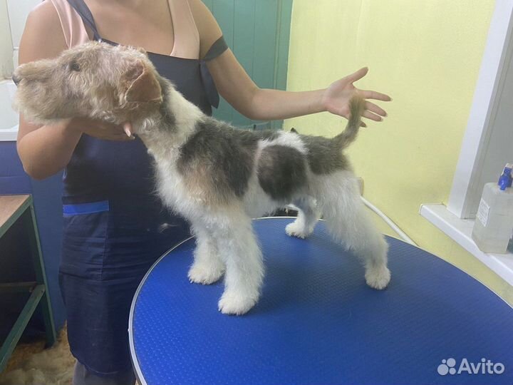 Фокстерьер