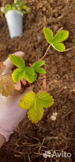 Ремонтантная земляника