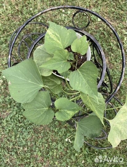 Ипомея батат