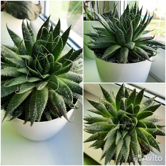 Комнатные растения