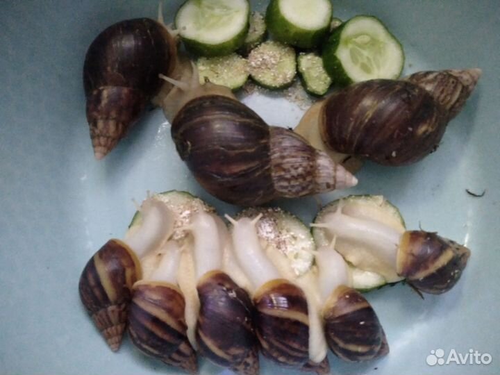 Украшение для аквариума