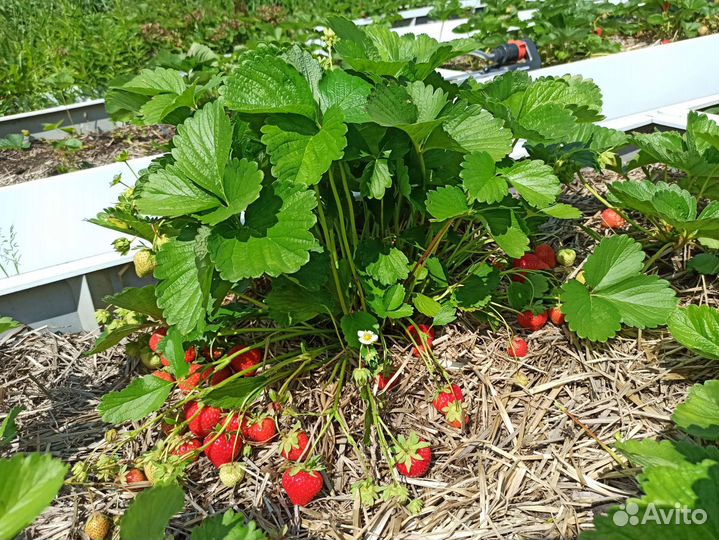 Клубника - саженцы, доставка. Обновлённое наличие