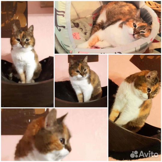 Даша ищет дом