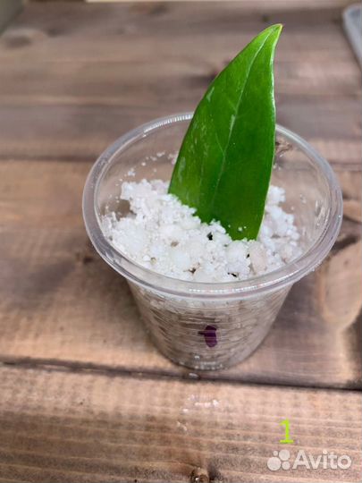 Замиокулькас вариегатный шорт лив