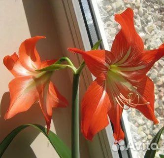 Гипиаструм и не только