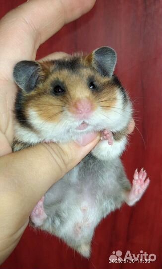 Сирийские хомяки ручные молодые питомник